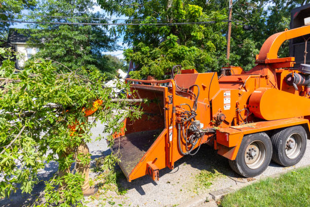  Cheltenham Village, PA Tree Service Pros